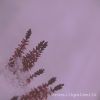 Download track Softly