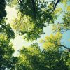 Download track Dream Like Ambiance For Relaxing