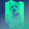 Download track Pulsating Backdrops For Calming Puppies