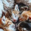 Download track Soft Vibes For Pet's Evening Calm