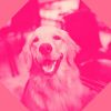 Download track Inspiring Music For Dogs At Home Alone
