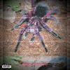 Download track Panini