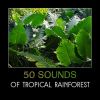 Download track Tree Song