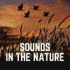 Download track Spring Bird Sounds