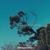Download track Mellow Ambiance For Morning Routines
