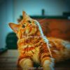 Download track Simple (Music)