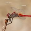 Download track Synchro