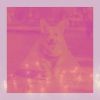 Download track Marvellous Jazz Trio - Vibe For Doggy Mental Health
