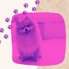Download track Swanky Music For Doggy Wellness