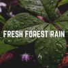Download track Meritable Rain