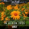 Download track Maze (Dennis Sheperd Remix)