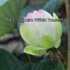 Download track Thirst For Wisdom
