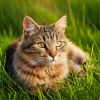 Download track Soft Vibes For Feline Calm
