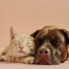 Download track Gentle Rhythms Calm Canines