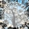 Download track Early Forest Stillness
