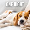Download track Night View