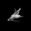 Download track Absence