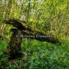 Download track Beautiful Dreaming