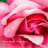 Download track A Tender Moment