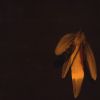 Download track Sycamore Tree