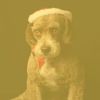 Download track Background For Restless Puppies