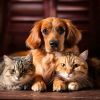 Download track Quiet Vibes For Pet Calm