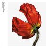 Download track Love Is A Catastrophe (2017 Remastered Version)