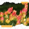 Download track Relaxing Music For Recharging Routines
