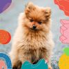 Download track Background For Restless Puppies
