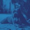 Download track Subtle Moods For Calming Pups