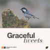 Download track Perched