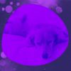 Download track Debonair Ambiance For Relaxing Your Dog
