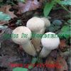 Download track Bobolink Pink