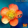 Download track Endless Beach Sunset (Original Chillout Mix)