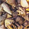Download track Seashells
