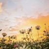 Download track Alliteration Allegro