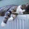 Download track Soothing Night Cat Music