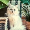 Download track Simple (Relaxing Cats)
