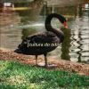Download track Novas Drogas Legais