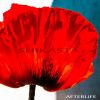 Download track A Little Bit Of Love