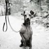 Download track Modern Backdrops For Dogs