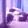 Download track Prescripted Nights Rest
