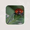Download track Beautiful Music For Recharging Routines