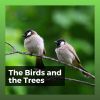 Download track Spring Bird Sounds