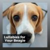 Download track Relaxed Poodle