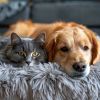 Download track Lofi Calm Night Pets