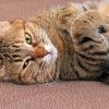 Download track Cats Soothing Peaceful Tunes