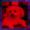 Download track Number One Doggy Mental Health