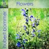 Download track The Flower Is Reminiscent Of You