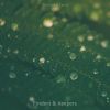 Download track Little People